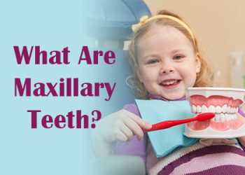Abilene dentists, Dr. Webb & Dr. Awtrey at Abilene Family Dentistry, discuss maxillary teeth: what they are, and how they function in the mouth.
