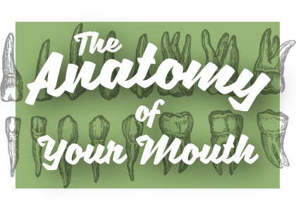 Abilene dentists, Dr. Webb & Dr. Awtrey at Abilene Family Dentistry share all about the anatomy of your mouth and how it works together for your benefit.